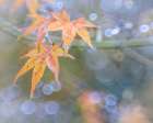 USA- Washington State- Seabeck. Japanese maple leaves after autumn rainstorm. Art Print